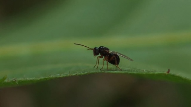 Doğu Karadeniz'de ilk kez Trabzon'da görüldü 2