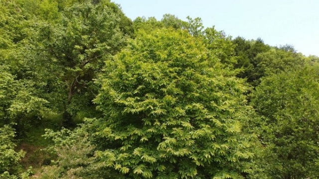 Doğu Karadeniz'de ilk kez Trabzon'da görüldü 8
