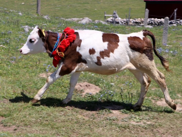 Trabzon'da asırlardır süren gelenek 13