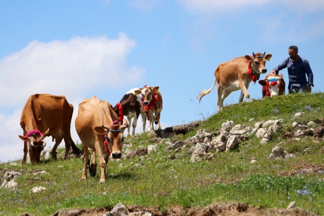 Trabzon'da asırlardır süren gelenek 4