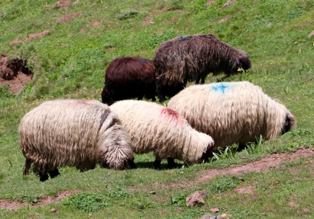 Trabzon'da asırlardır süren gelenek 11