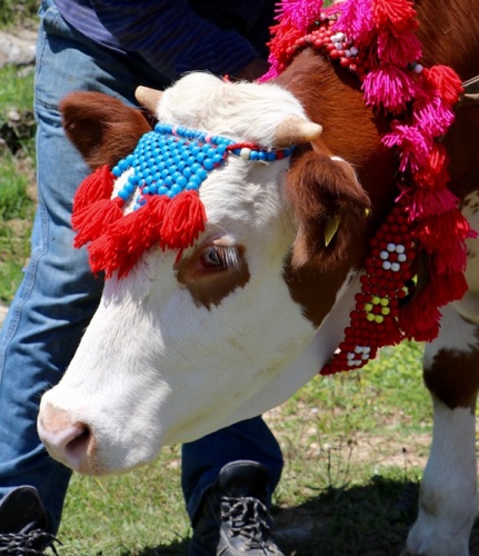Trabzon'da asırlardır süren gelenek 14