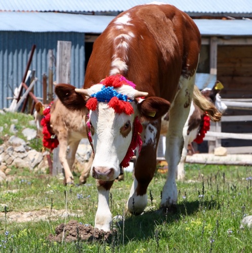 Trabzon'da asırlardır süren gelenek 23