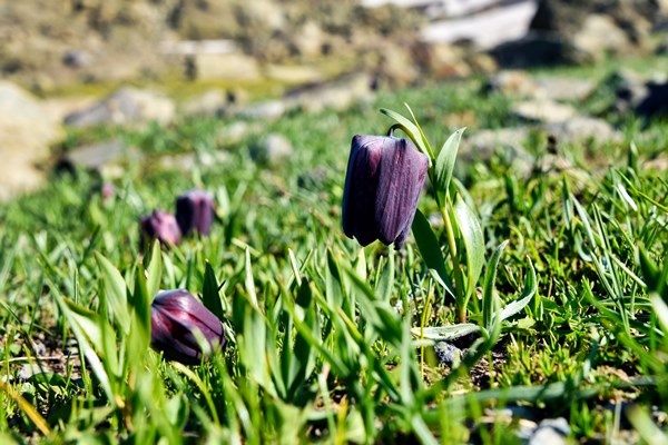 Gümüşhane’deki Artabel Gölleri Tabiat Parkı ziyaretçilerine muhteşem manzaralar sunuyor 14