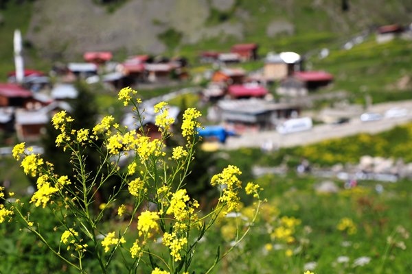 Karadeniz'in yeni gözdesi Elevit Yaylası ziyaretçilerine adeta nefes oluyor 2