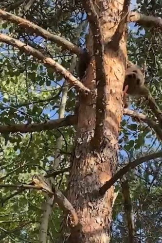 Gümüşhane'de yavru ayı korkudan ne yapacağını şaşırdı 5