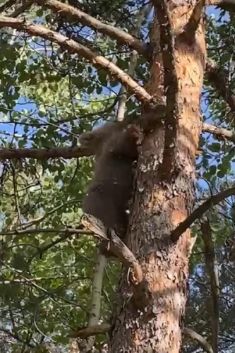 Gümüşhane'de yavru ayı korkudan ne yapacağını şaşırdı 3