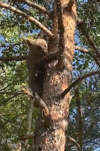 Gümüşhane'de yavru ayı korkudan ne yapacağını şaşırdı 4
