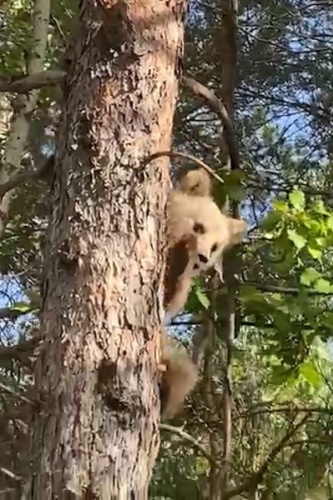 Gümüşhane'de yavru ayı korkudan ne yapacağını şaşırdı 2