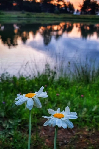 Altınpınar Limni Gölü güzelliğiyle büyülüyor 6
