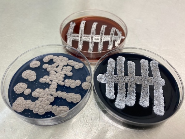 Türk bilim insanlarından büyük keşif 11