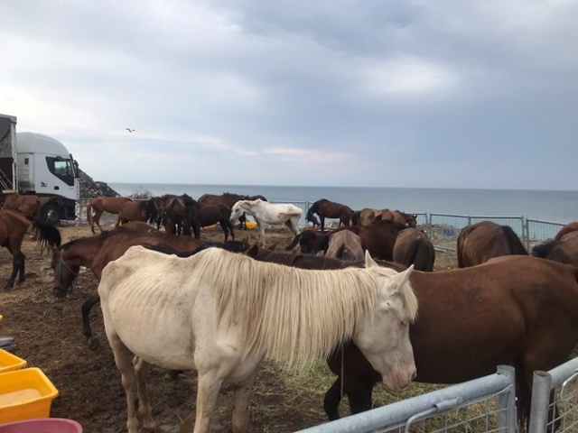 Hopa’da ölüme terk edilen atlar için Haluk Levent devreye girdi 7