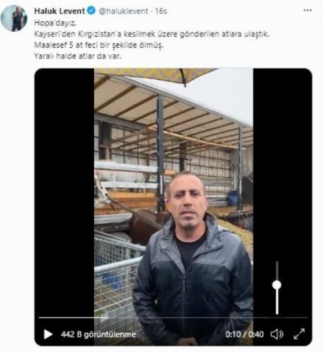 Hopa’da ölüme terk edilen atlar için Haluk Levent devreye girdi 2