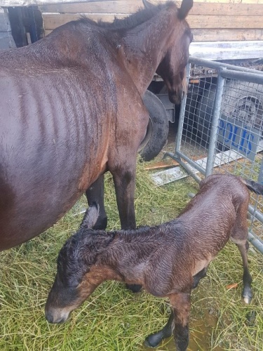 Hopa’da ölüme terk edilen atlar için Haluk Levent devreye girdi 3