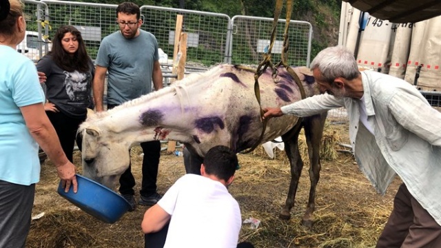 Hopa’da ölüme terk edilen atlar için Haluk Levent devreye girdi 14