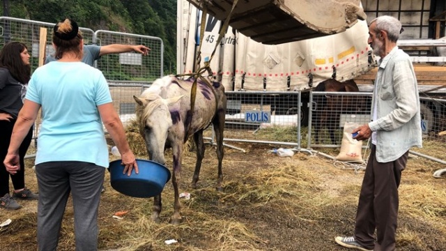 Hopa’da ölüme terk edilen atlar için Haluk Levent devreye girdi 13