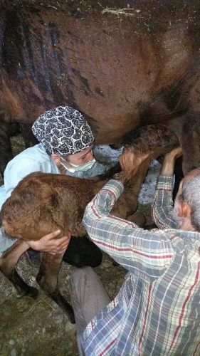 Hopa’da ölüme terk edilen atlar için Haluk Levent devreye girdi 12