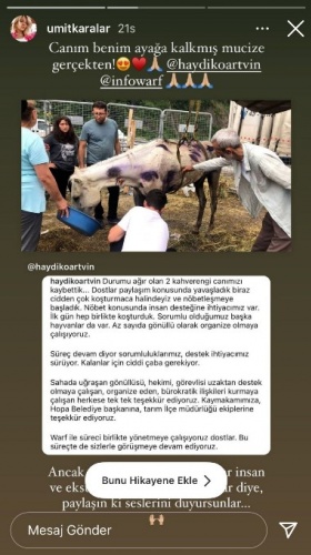 Hopa’da ölüme terk edilen atlar için Haluk Levent devreye girdi 9