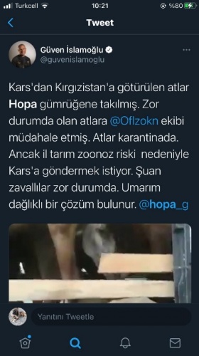 Hopa’da ölüme terk edilen atlar için Haluk Levent devreye girdi 11
