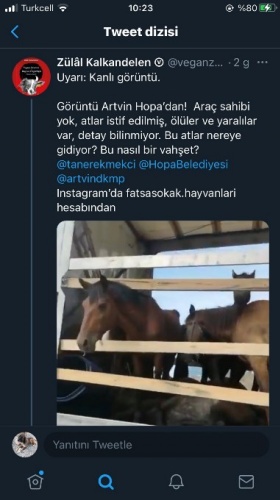 Hopa’da ölüme terk edilen atlar için Haluk Levent devreye girdi 10