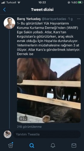 Hopa’da ölüme terk edilen atlar için Haluk Levent devreye girdi 16