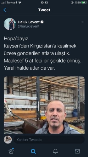 Hopa’da ölüme terk edilen atlar için Haluk Levent devreye girdi 15