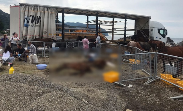 Hopa’da ölüme terk edilen atlar için Haluk Levent devreye girdi 6