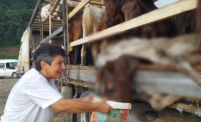 Hopa’da ölüme terk edilen atlar için Haluk Levent devreye girdi 5