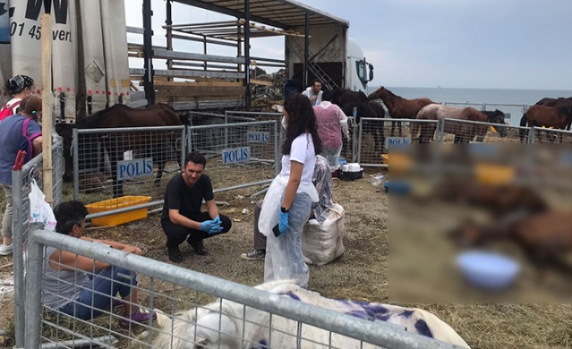 Hopa’da ölüme terk edilen atlar için Haluk Levent devreye girdi 4