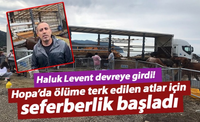 Hopa’da ölüme terk edilen atlar için Haluk Levent devreye girdi 1