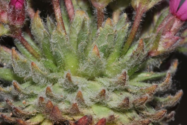 Doğu Karadeniz'de keşfedilen bitkiye Aziz Sancar'ın adı verildi 2