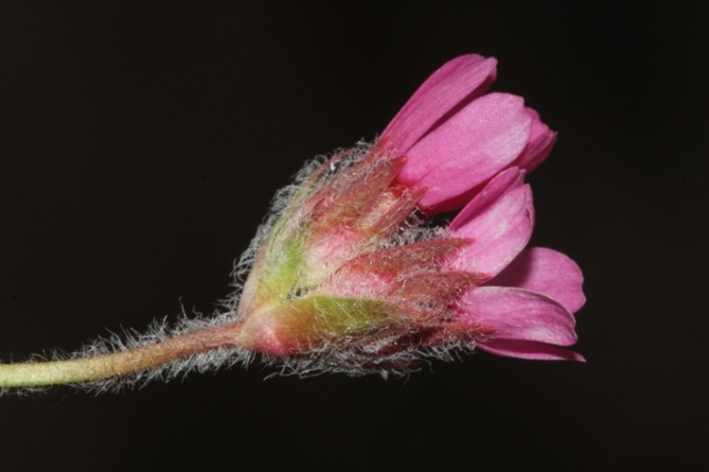 Doğu Karadeniz'de keşfedilen bitkiye Aziz Sancar'ın adı verildi 3