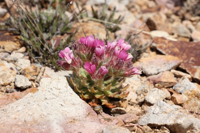 Doğu Karadeniz'de keşfedilen bitkiye Aziz Sancar'ın adı verildi 7