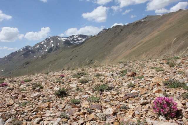 Doğu Karadeniz'de keşfedilen bitkiye Aziz Sancar'ın adı verildi 6