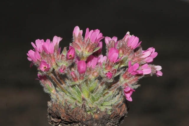 Doğu Karadeniz'de keşfedilen bitkiye Aziz Sancar'ın adı verildi 8