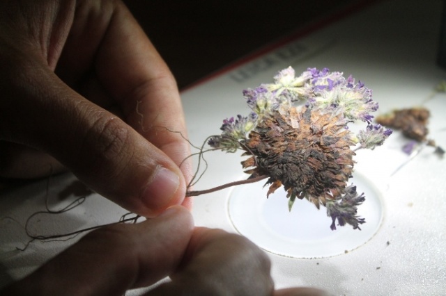 Doğu Karadeniz'de keşfedilen bitkiye Aziz Sancar'ın adı verildi 9