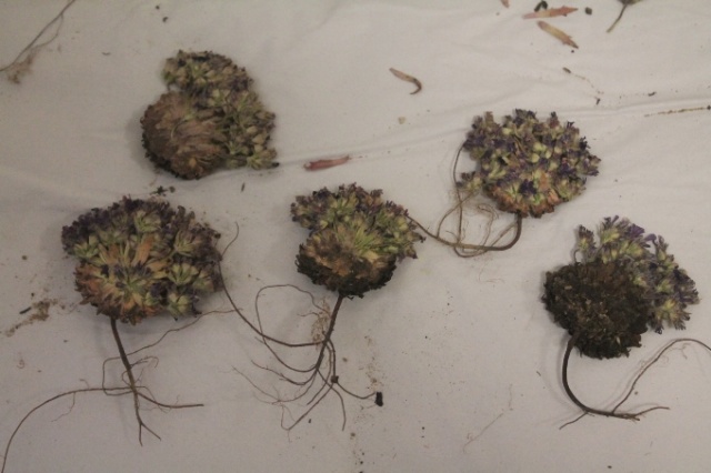 Doğu Karadeniz'de keşfedilen bitkiye Aziz Sancar'ın adı verildi 4