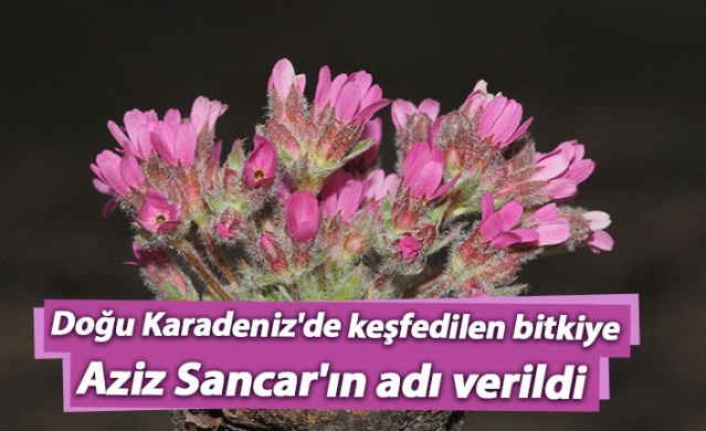 Doğu Karadeniz'de keşfedilen bitkiye Aziz Sancar'ın adı verildi 1