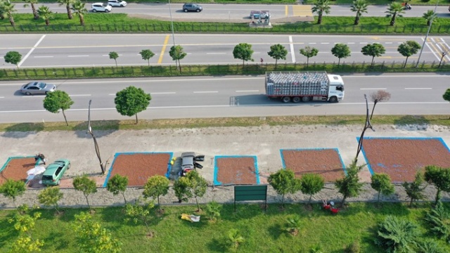 Hasat edilen fındıklar Karadeniz Sahil Yolu kenarına serildi. 12