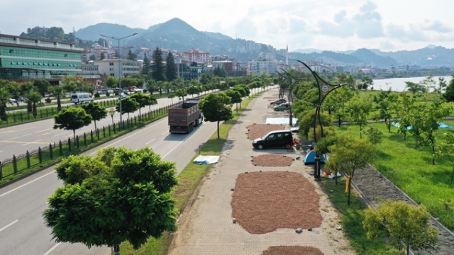 Hasat edilen fındıklar Karadeniz Sahil Yolu kenarına serildi. 11