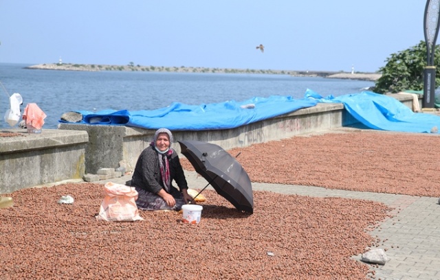 Hasat edilen fındıklar Karadeniz Sahil Yolu kenarına serildi. 5