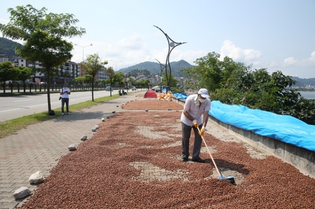 Hasat edilen fındıklar Karadeniz Sahil Yolu kenarına serildi. 4