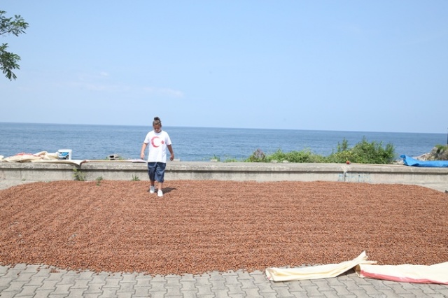 Hasat edilen fındıklar Karadeniz Sahil Yolu kenarına serildi. 3