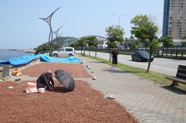 Hasat edilen fındıklar Karadeniz Sahil Yolu kenarına serildi. 8