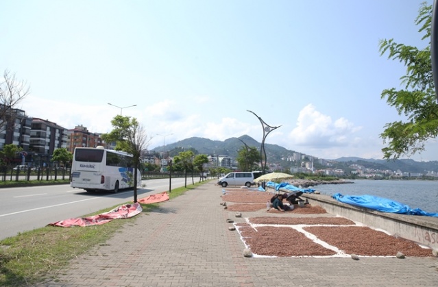 Hasat edilen fındıklar Karadeniz Sahil Yolu kenarına serildi. 9