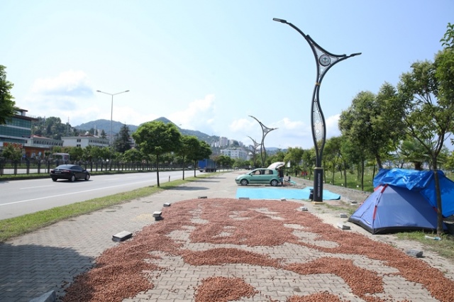 Hasat edilen fındıklar Karadeniz Sahil Yolu kenarına serildi. 13