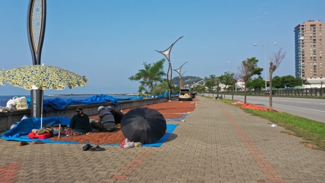 Hasat edilen fındıklar Karadeniz Sahil Yolu kenarına serildi. 15