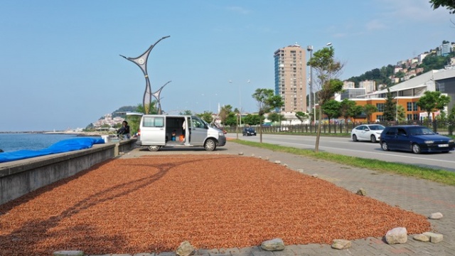 Hasat edilen fındıklar Karadeniz Sahil Yolu kenarına serildi. 14