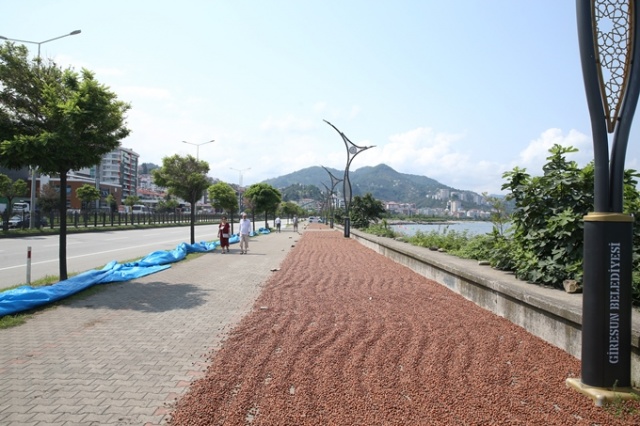 Hasat edilen fındıklar Karadeniz Sahil Yolu kenarına serildi. 16