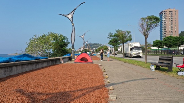 Hasat edilen fındıklar Karadeniz Sahil Yolu kenarına serildi. 2